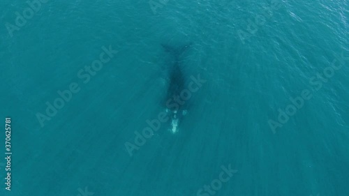 Wallpaper Mural Whale under water from close to wide - Aerial top view zoom out Torontodigital.ca