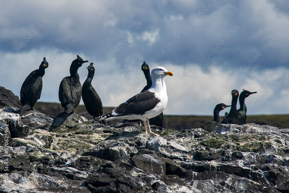 Naklejka premium Great black-backed gull and Crest marine crow photographed in Scotland, in Europe. Picture made in 2019.