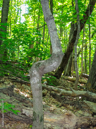 Crooked tree in the verdant forest