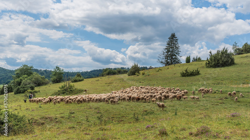 Schafherde auf der schwäbischen Alb