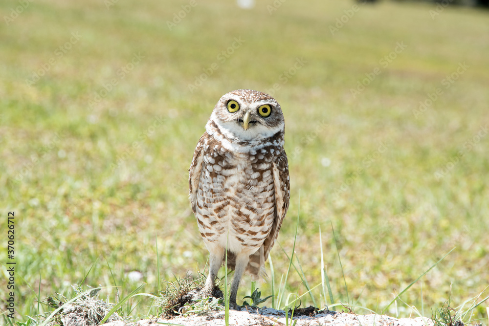 Burrowing owl in a field