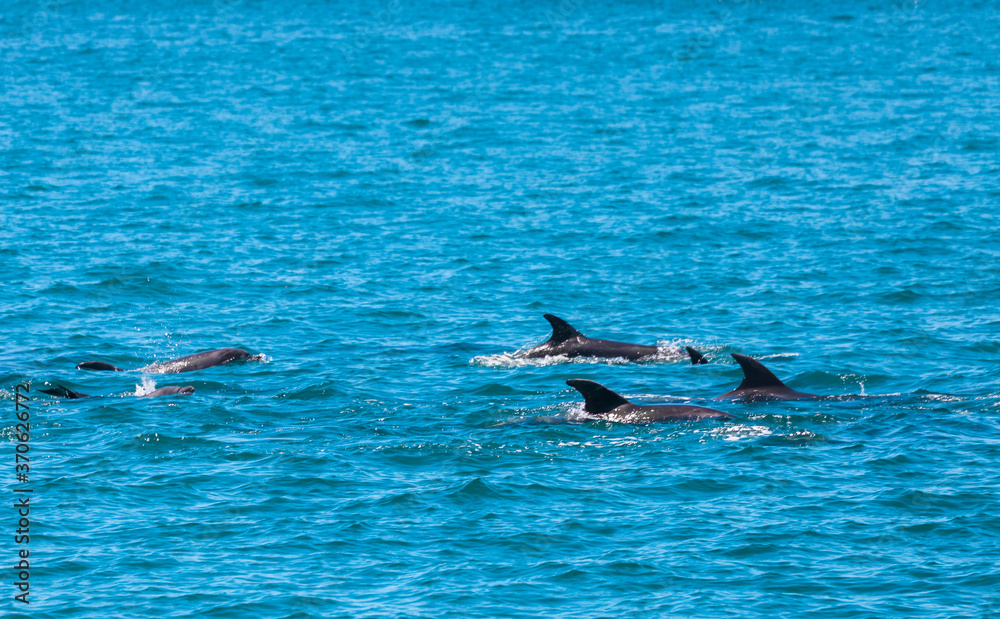 Pod of Dolphins in Bay of Islands, New Zealand