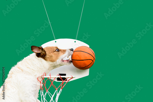 Humorus concept of success and winning in basketball with funny jumping dog blocking ball from goal on solid color background photo