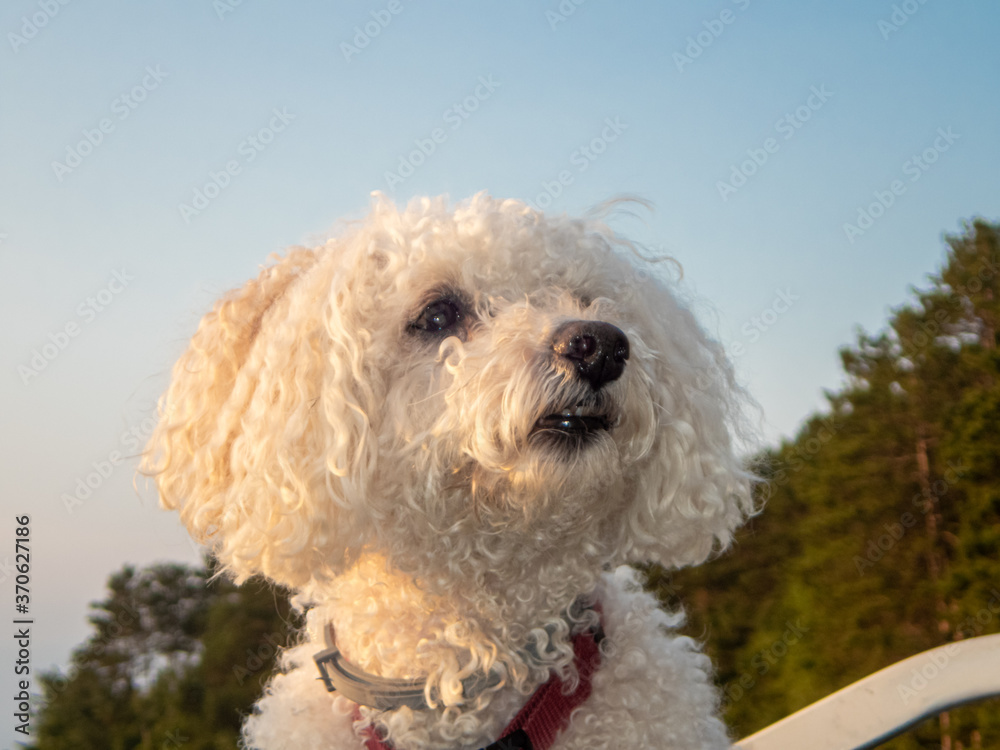 Fluffy Bichon Frise dog outside against the sky Fluffy Bichon Frise dog outside against the sky