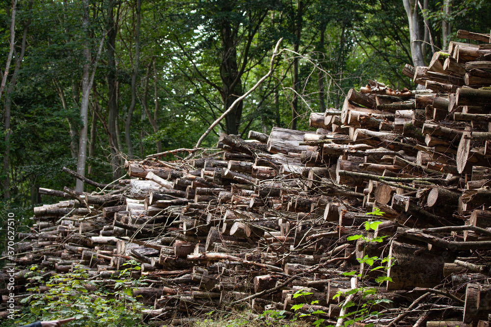 Stacked rough timber and wooden logs lie in the forest. Ecology. Deforestation and environmental protection concept. Stacked rough timber and wooden logs lie in the forest. Ecology. Deforestation and environmental protection concept.
