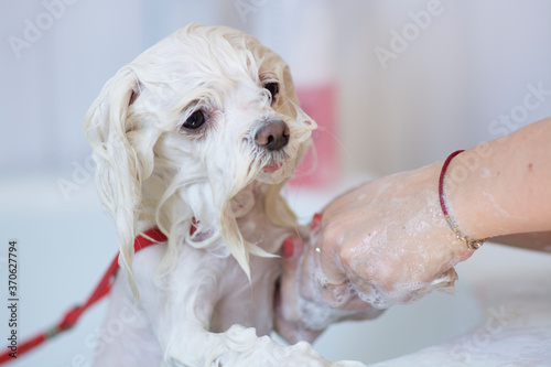 White maltese dog is groomed in salon. He is in the bath with his paw on the border of the bath, his another paw is washed. He is wet and in shampoo.