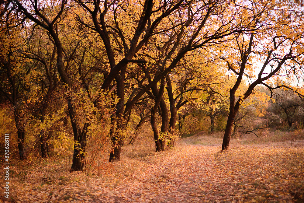 Fototapeta premium beautiful autumn landscape - Park with alleys , yellow dry leaves, leaves.