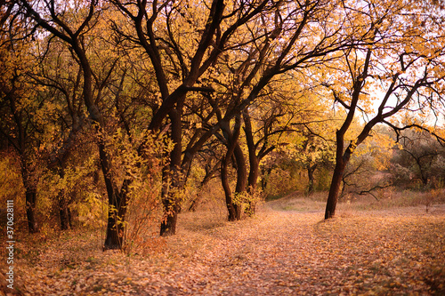 beautiful autumn landscape - Park with alleys , yellow dry leaves, leaves.