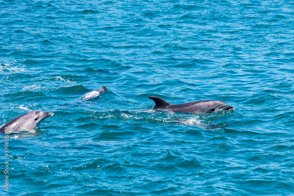 Obraz premium Pod of Dolphins in Bay of Islands, New Zealand