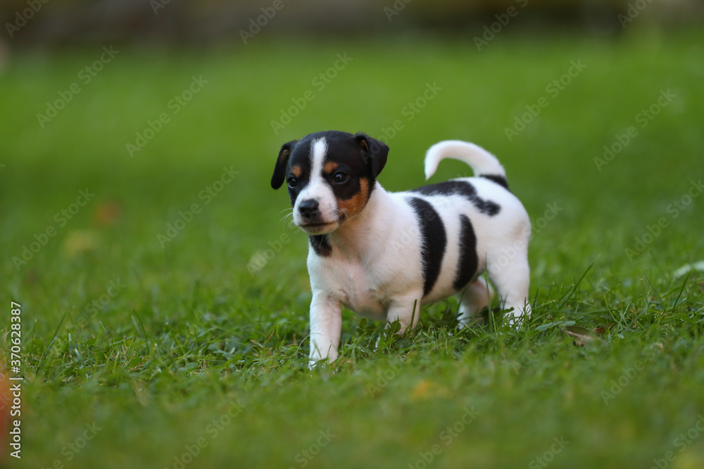 Fototapeta premium Jack Russel Terrier Welpen auf einer Wiese