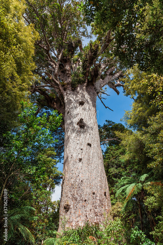 Tane Mahuta, the giant Kauri Tree