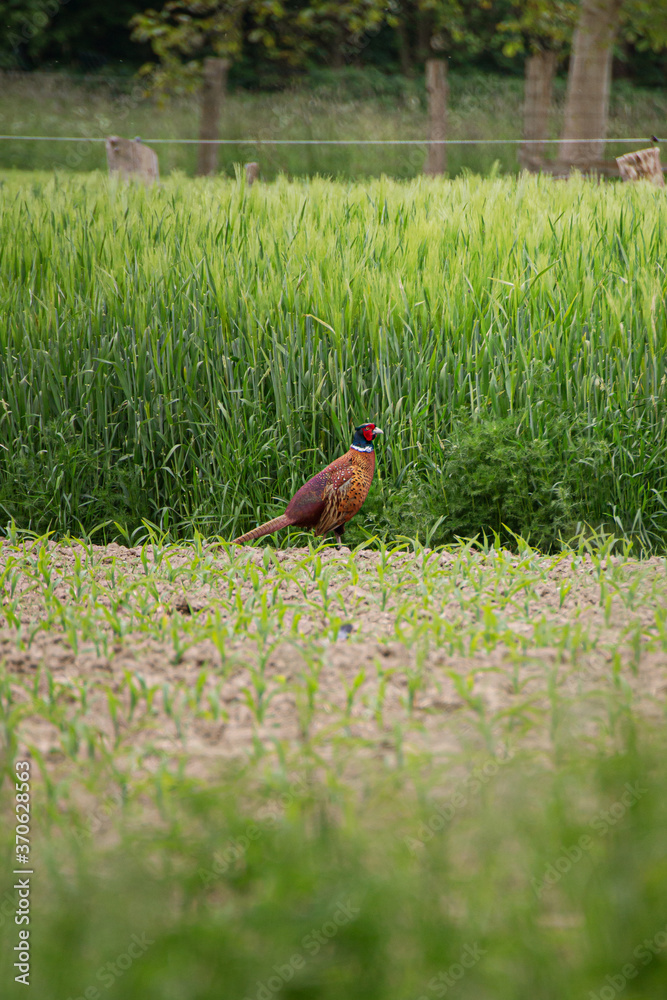 Fototapeta premium pheasant_001