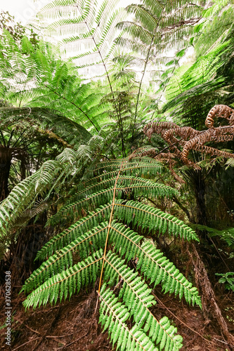 Giant Tree Fern in New Zealand