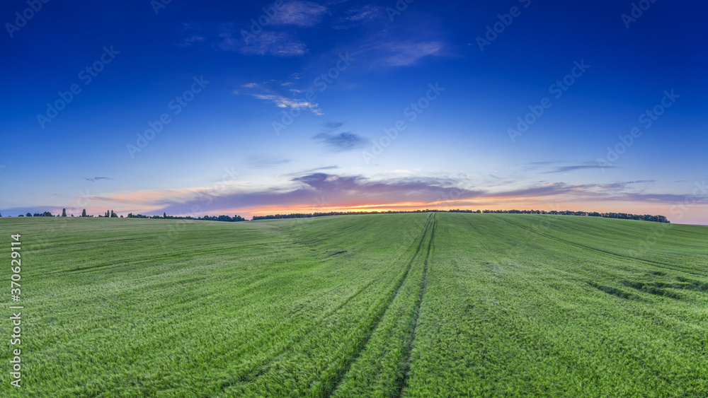 Sunset over a green wheat field.