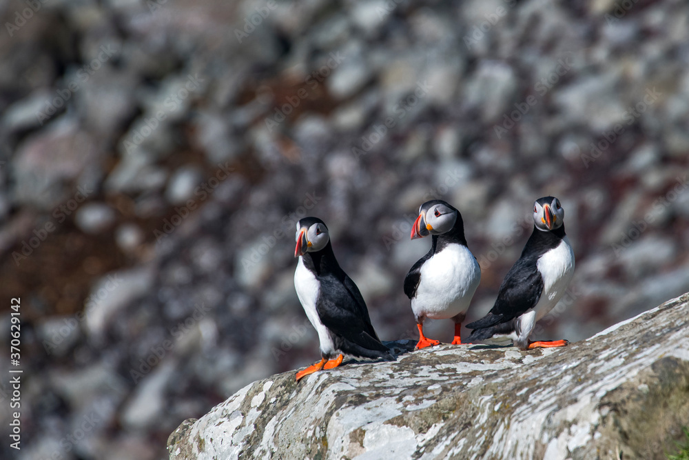 Fototapeta premium Atlantic puffin photographed in Scotland, in Europe. Picture made in 2019.