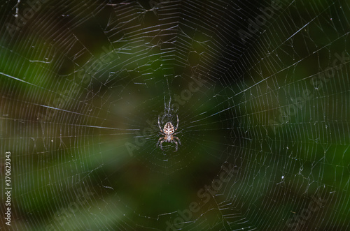 spider with cobwebs in the forest against the background of green trees