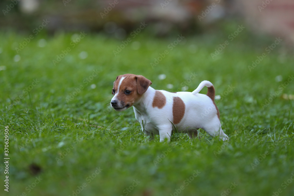 Jack Russel Terrier Welpen auf einer Wiese