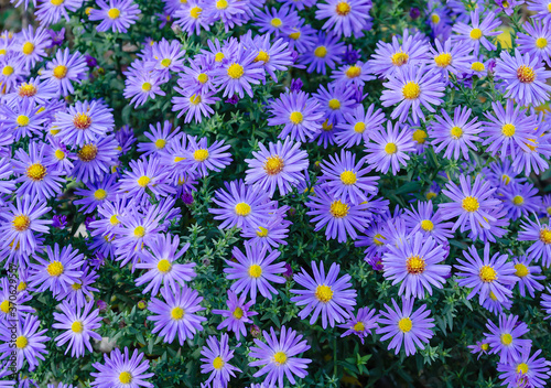 purple autumn flower on a background of green leaves