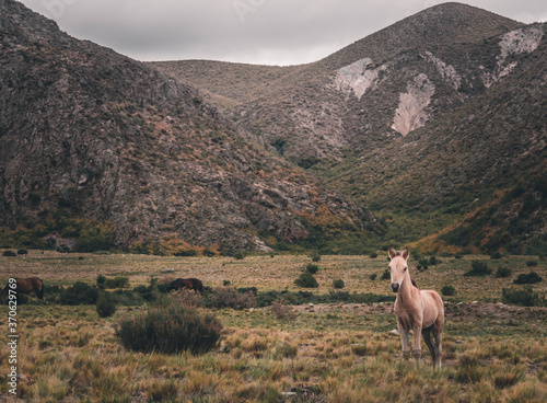 little horse among the hills of the Andes