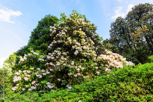 Blooming giant rhododendrons.Rhododendron is a genus of 1 024 species of woody plants in the heath family  either evergreen or deciduous  and found mainly in Asia.