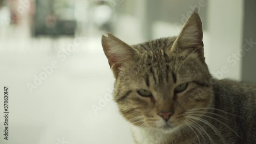portrait of a cat