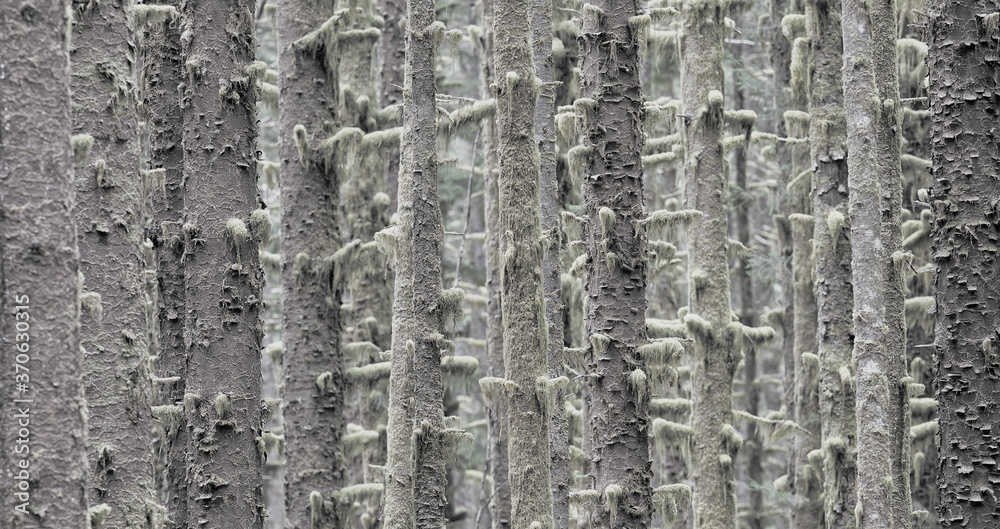 Fototapeta premium A forest in Olympic National Park