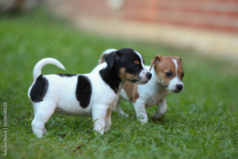 Jack Russel Terrier Welpen auf einer Wiese Jack Russel Terrier Welpen auf einer Wiese