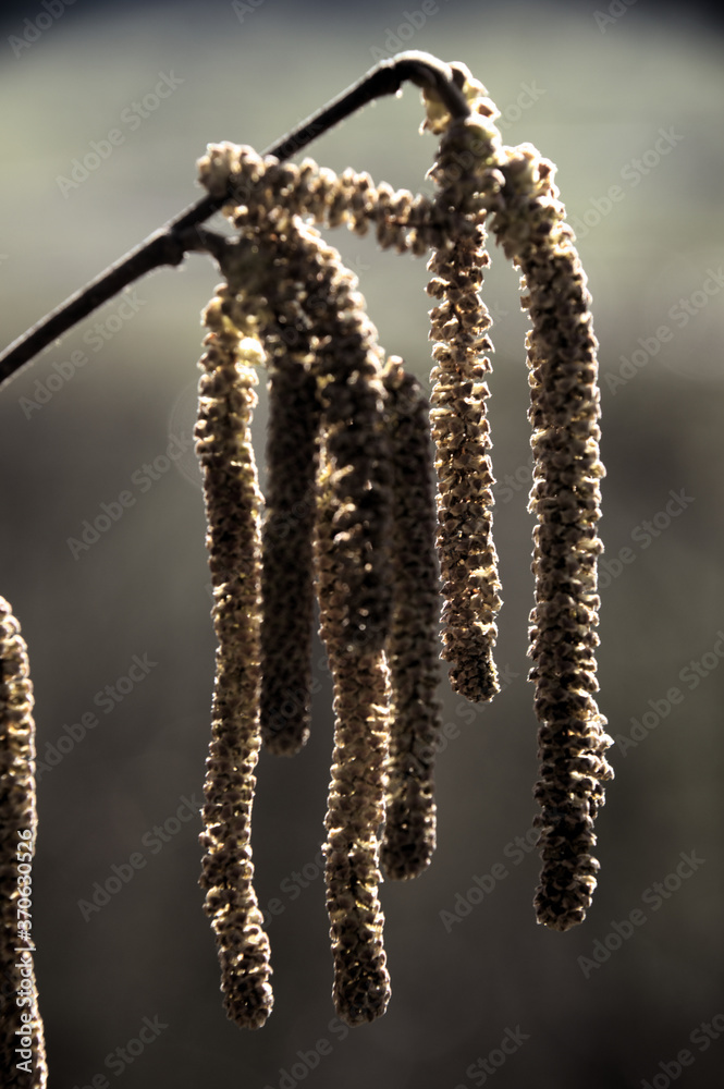 Fototapeta premium Hazel catkins (Corylus sp.) in Swiss hedgerow, European Alps