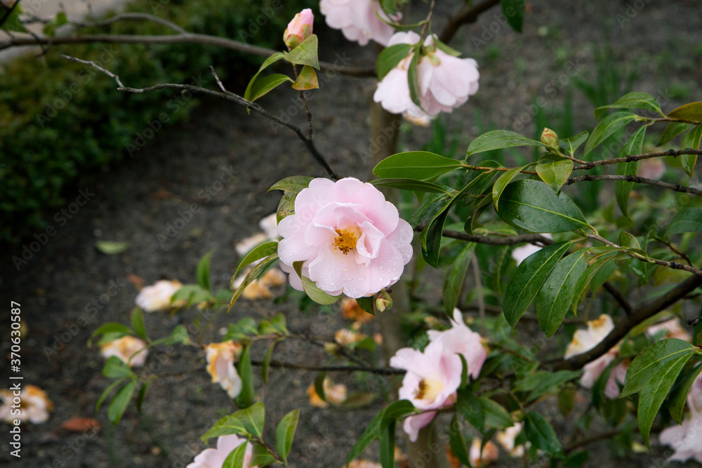 Botany. Garden winter flowers. View of pink rose flowers blossoming in the garden. Botany. Garden winter flowers. View of pink rose flowers blossoming in the garden.