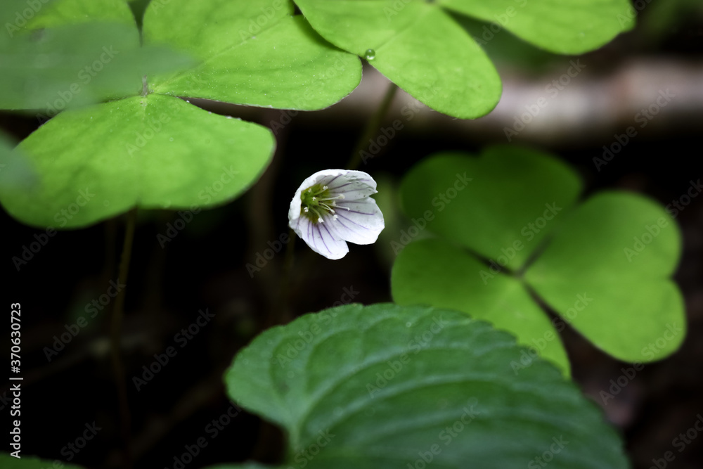 Green wild strawberry plant young leaves and two small white flowers nature background Green wild strawberry plant young leaves and two small white flowers nature background