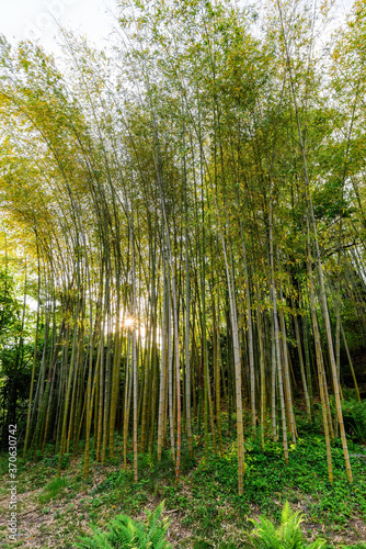 Bamboo grove in the rays of the setting sun