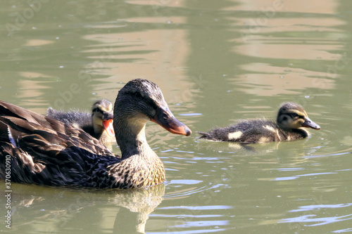 duck and ducklings