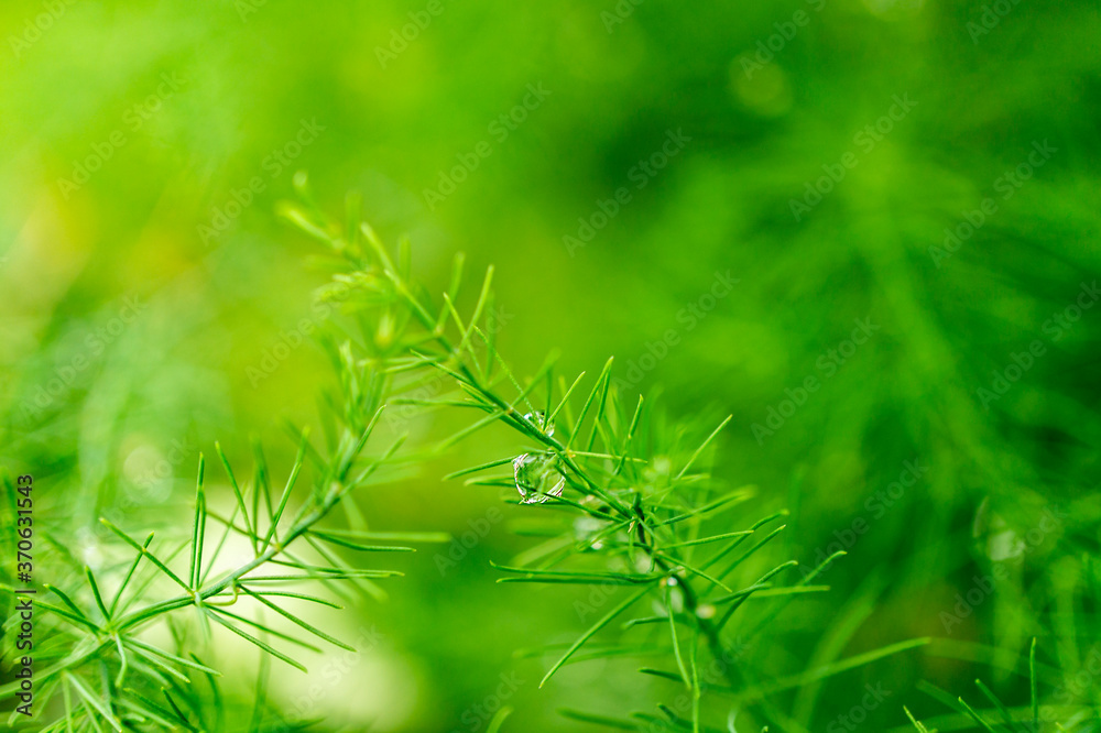 Green natural background with forest grass after rain. Selective focus. Blurred background. Banner, copy space. Abstract summer banner