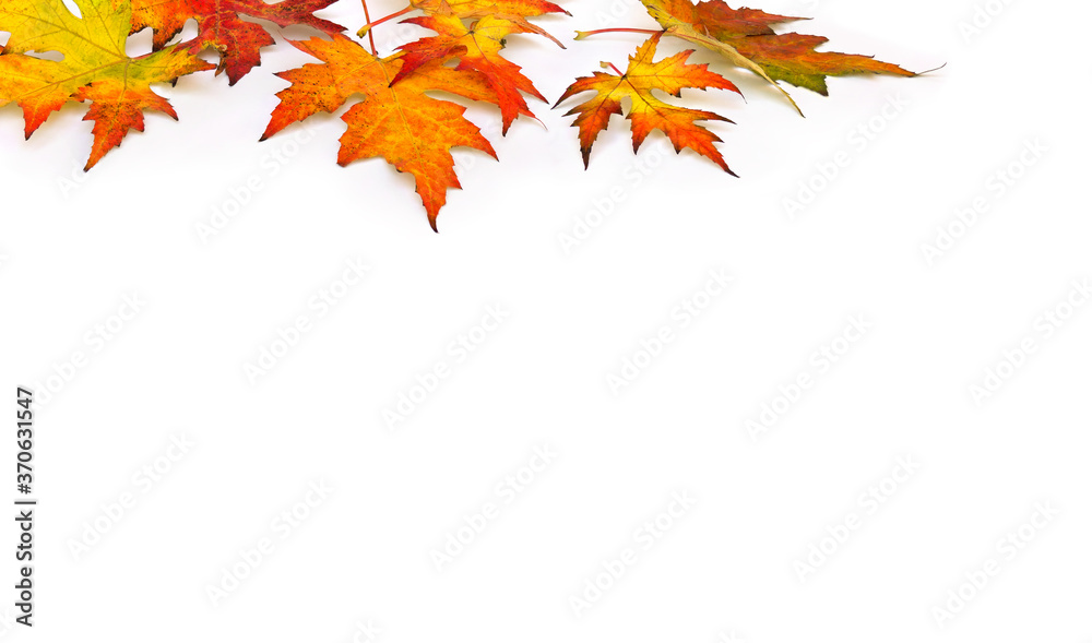 Beautiful autumnal maple leaves on white background with space for text Beautiful autumnal maple leaves on white background with space for text