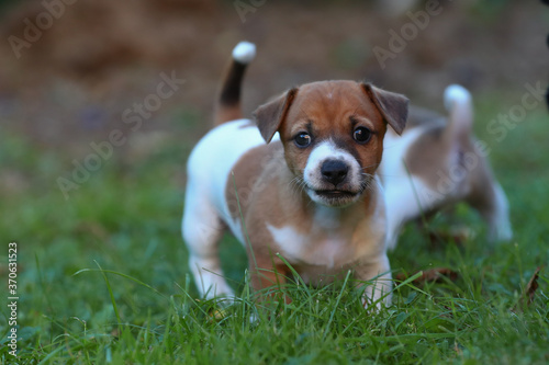 Fototapeta Naklejka Na Ścianę i Meble -  Jack Russel Terrier Welpen auf einer Wiese