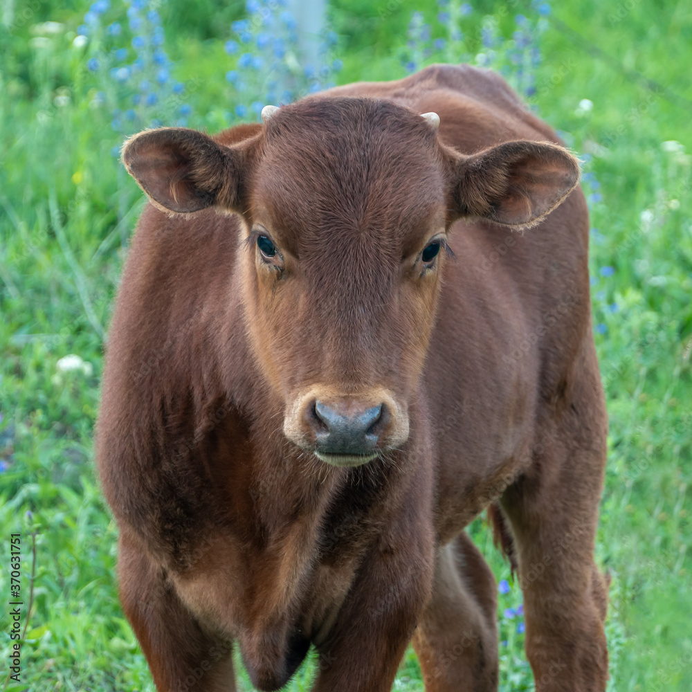 Calf on a green sunny meadow, Looks at the camera Calf on a green sunny meadow, Looks at the camera