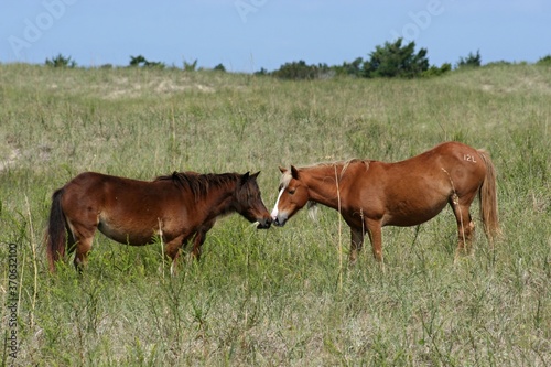Kissing Ponies; Wild Shackleford Banks ponies seem to be kissing while sharing a little bite to eat
