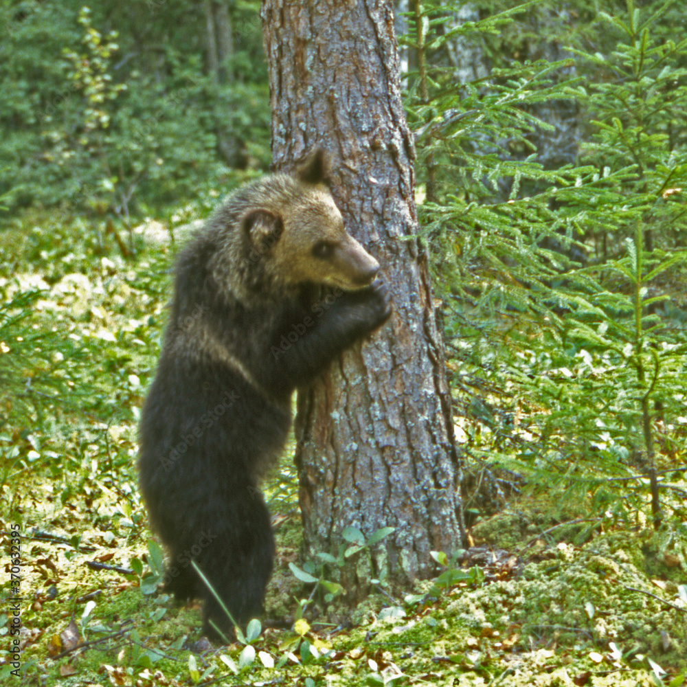 Central Forest reserve. Teddy bear. Tver region. Central Forest reserve. Teddy bear. Tver region.