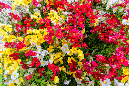 Mosaic of bright, spring flowers
