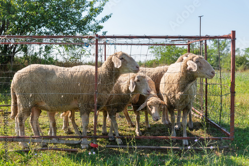 Fotografie Group of sheep with ear tags in sheepfold