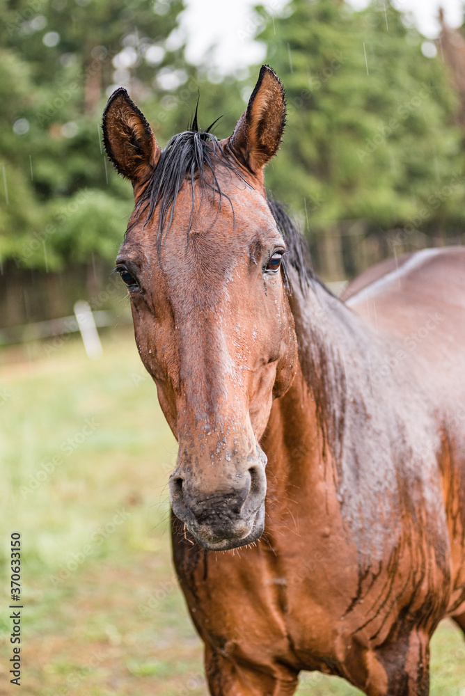 Fototapeta premium A wet horse with raindrops running down on fur. A horse standing in a green pasture during a downpour rain.