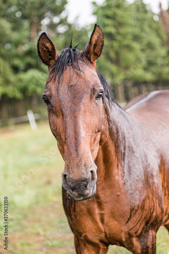 A wet horse with raindrops running down on fur. A horse standing in a green pasture during a downpour rain.