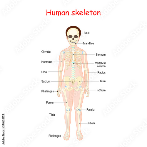 Human skeleton for kids. anterior view.