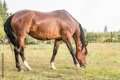 A wet horse with raindrops running down on fur. A horse standing in a green pasture during a downpour rain.