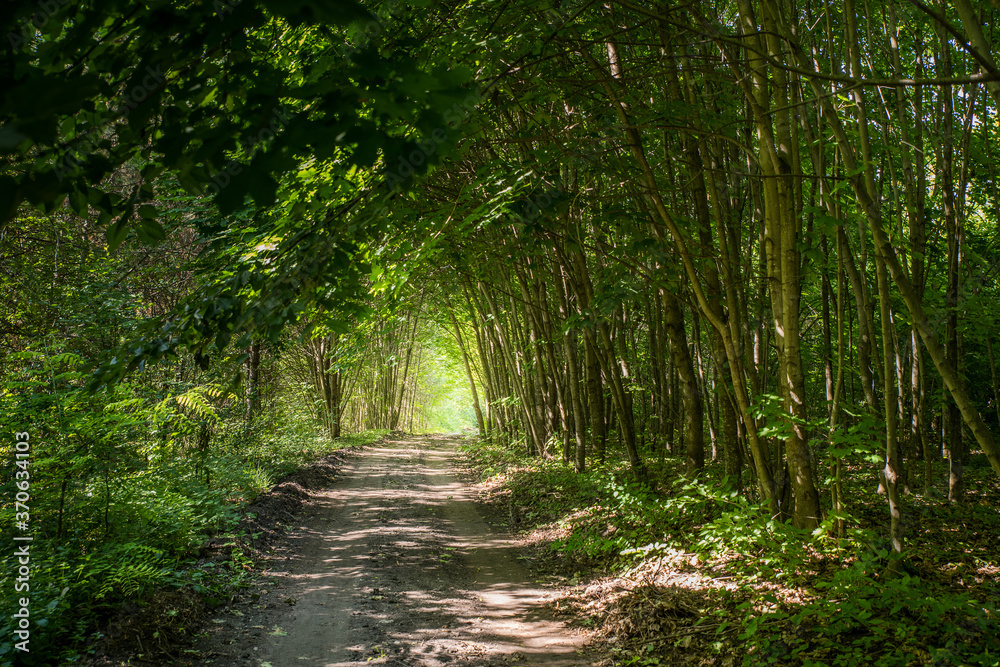 Naklejka premium A forest tunnel made of trees.