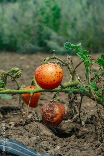 Stains on tomato fruits. Anthracnose is a plant disease caused by ascomycete fungi. photo