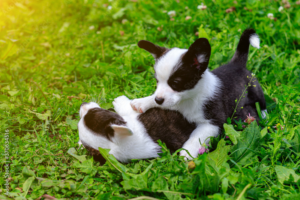 Obraz premium Corgi puppies play on the grass . Puppies on the grass. The game animals. Pets. Dog walking.