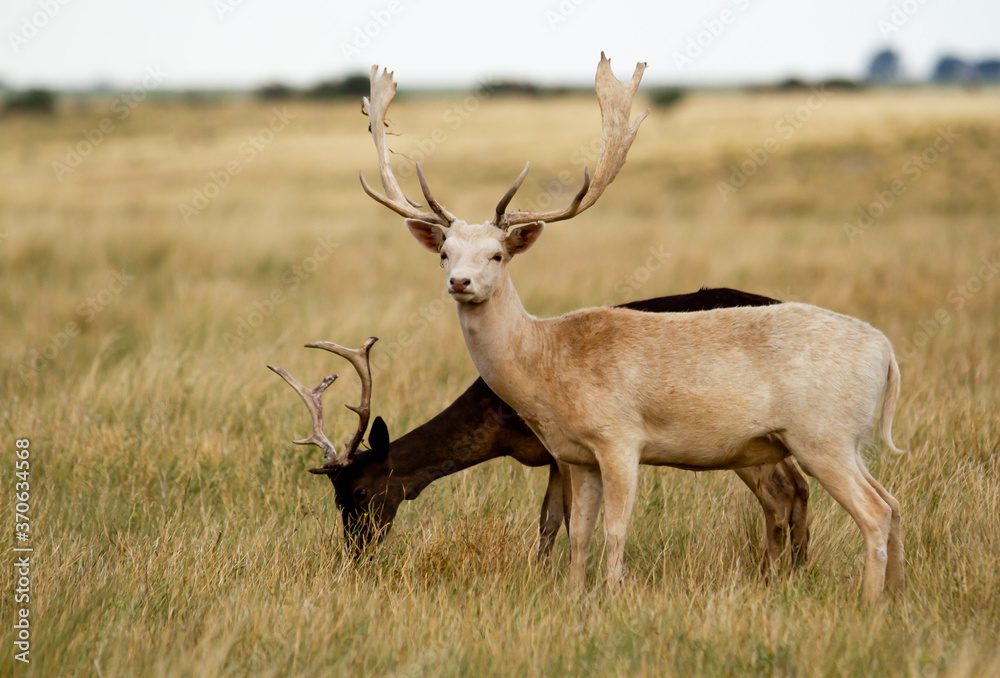 Fallow - Group of male of fallow deer. Dama dama - Beautiful natural grassland with animals. Fallow - Group of male of fallow deer. Dama dama - Beautiful natural grassland with animals.