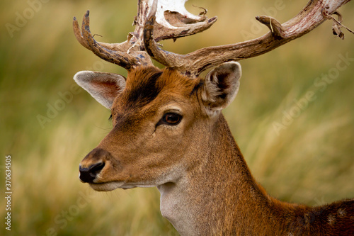 Fallow - Head of male of fallow deer. Dama dama - Beautiful natural grassland with animals.