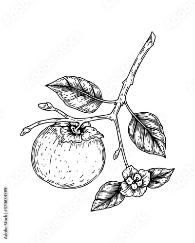 Hand drawn persimmon brunch with fruit, leaves and flower isolated on white background. Vector illustration in sketch style